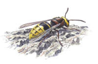 Nr.78 Bålgeting (Vespa crabo) Nr.78 Bålgeting (Vespa crabo)