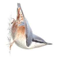 Nr.790 Nötväcka (Sitta europaea) Nr.790 Nötväcka (Sitta europaea)