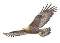 Nr.792 Kungsörn (Aquila chrysaetos) Nr.792 Kungsörn (Aquila chrysaetos)