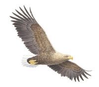 Nr. 793 Havsörn (Haliaeetus albicilla) Nr. 793 Havsörn (Haliaeetus albicilla)