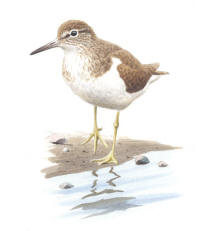 Nr.794 Drillsnäppa (Actitis hypoleucos) Nr.794 Drillsnäppa (Actitis hypoleucos)
