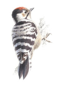 Nr.797 Mindre hackspett (Dendrocopos minor) Nr.797 Mindre hackspett (Dendrocopos minor)