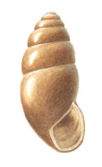 Nr.799 Större agatsnäcka (Cochlicopa-nitens) Nr.799 Större agatsnäcka (Cochlicopa-nitens)