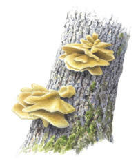 Nr.79 Svavelticka (Laetiporus sulphureus) Nr.79 Svavelticka (Laetiporus sulphureus)