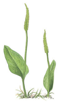 Nr.7 Ormtunga (Ophioglossum vulgatum) Nr.7 Ormtunga (Ophioglossum vulgatum)