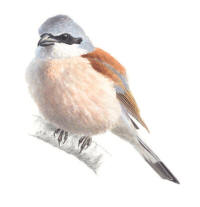 Nr.800 Törnskata (Lanius collurio) Nr.800 Törnskata (Lanius collurio)
