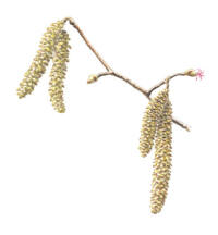 Nr.801 Hassel (Corylus avellana) Nr.801 Hassel (Corylus avellana)