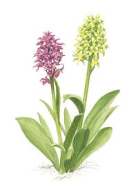 Nr.803 Adam och Eva(Dactylorhiza latifolia) Nr.803 Adam och Eva(Dactylorhiza latifolia)