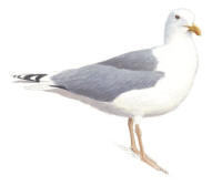Nr.806 Gråtrut (Larus Argentatus) Nr.806 Gråtrut (Larus Argentatus)