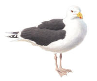 Nr.807 Havstrut (Larus marinus) Nr.807 Havstrut (Larus marinus)