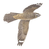 Nr.809 Nattskärra (Caprimulgus europaeus) Nr.809 Nattskärra (Caprimulgus europaeus)