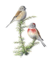Nr.80 Hämpling (Carduelis cannabina) Nr.80 Hämpling (Carduelis cannabina)