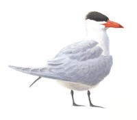 Nr.811 Skräntärna (Hydroprogne caspia/Sterna caspia) Nr.811 Skräntärna (Hydroprogne caspia/Sterna caspia)