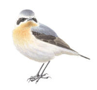 Nr.813 Stenskvätta (Oenanthe oenanthe) Nr.813 Stenskvätta (Oenanthe oenanthe)