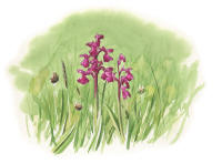 Nr.815 Göknycklar (Anacamptis morio / Orchis morio) Nr.815 Göknycklar (Anacamptis morio / Orchis morio)