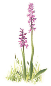 Nr.816 Sankt Pers nycklar (Orchis mascula) Nr.816 Sankt Pers nycklar (Orchis mascula)