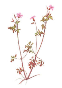 Nr.819 Stinknäva (Geranium robertianum) Nr.819 Stinknäva (Geranium robertianum)