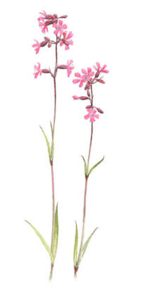 Nr.820 Tjärblomster (Silene viscaria) Nr.820 Tjärblomster (Silene viscaria)