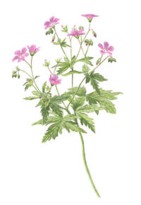 Nr.821 Midsommarblomster/skogsnäva (Geranium sylvaticum) Nr.821 Midsommarblomster/skogsnäva (Geranium sylvaticum)