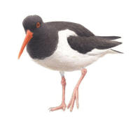 Nr.828 Strandskata (Haematopus ostralegus) Nr.828 Strandskata (Haematopus ostralegus)