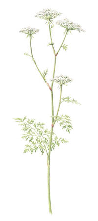 Nr.831 Kärrsilja (Peucedanum palustre) Nr.831 Kärrsilja (Peucedanum palustre)