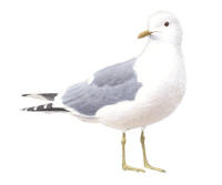 Nr.832 Fiskmås (Larus canus) Nr.832 Fiskmås (Larus canus)