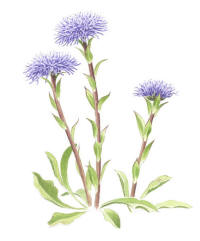 Nr.834 Bergskrabba (Globularia vulgaris) Nr.834 Bergskrabba (Globularia vulgaris)