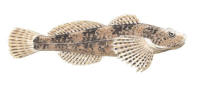 Nr.838 Stensimpa (Cottus gobio) Nr.838 Stensimpa (Cottus gobio)