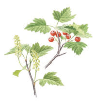 Nr.842 Måbär (Ribes alpinum) Nr.842 Måbär (Ribes alpinum)