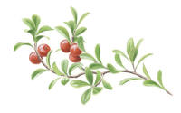Nr.856 Mjölon (Arctostaphylos uva-ursi) Nr.856 Mjölon (Arctostaphylos uva-ursi)