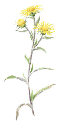Nr.857 Luddkrissla (Inula britannica) Nr.857 Luddkrissla (Inula britannica)