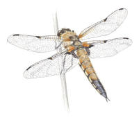 Nr.858 Fyrfläckig trollslända (Libellula quadrimaculata) Nr.858 Fyrfläckig trollslända (Libellula quadrimaculata)