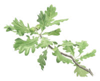 Nr.859 Ek (Quercus robur) Nr.859 Ek (Quercus robur)