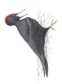 Nr.861 Spillkråka (Dryocopus martius) Nr.861 Spillkråka (Dryocopus martius)