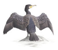 Nr.862 Storskarv (Phalacrocorax carbo) Nr.862 Storskarv (Phalacrocorax carbo)