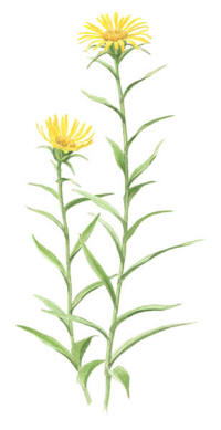 Nr.865 Svärdkrissla (Inula ensifolia) Nr.865 Svärdkrissla (Inula ensifolia)