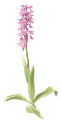 Nr.866 Sankt Pers nycklar (Orchis mascula) Nr.866 Sankt Pers nycklar (Orchis mascula)