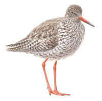 Nr.867 Rödbena (Tringa totanus) Nr.867 Rödbena (Tringa totanus)