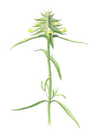 Nr. 881 Korskovall (Melampyrum cristatum) Nr. 881 Korskovall (Melampyrum cristatum)