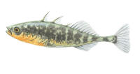 Nr.886 Storspigg (Gasterosteus aculeatus aculeatus) Nr.886 Storspigg (Gasterosteus aculeatus aculeatus)