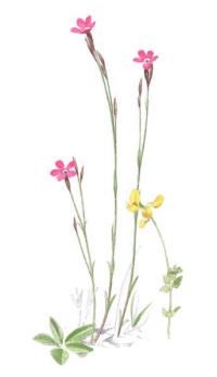 Nr.887 Backnejlika (Dianthus deltoides) Nr.887 Backnejlika (Dianthus deltoides)