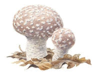 Nr.894 Slöjröksvamp (Lycoperdon mammiforme) Nr.894 Slöjröksvamp (Lycoperdon mammiforme)