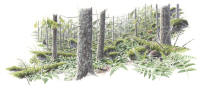 Nr.899 Bärsjöskogen Nr.899 Bärsjöskogen