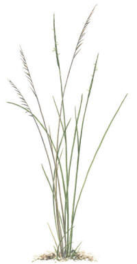 Nr.8 Stagg (Nardus stricta) Nr.8 Stagg (Nardus stricta)