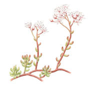 Nr.905 Vit fetknopp (Sedum album) Nr.905 Vit fetknopp (Sedum album)