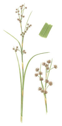 Nr.906 Ag (Cladium mariscus) Nr.906 Ag (Cladium mariscus)