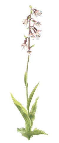 Nr.908 Kärrknipprot (Epipactis palustris) Nr.908 Kärrknipprot (Epipactis palustris)