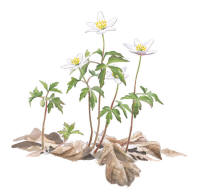 Nr.915 Vitsippa (Anemone nemorosa) Nr.915 Vitsippa (Anemone nemorosa)