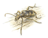 Nr.916 Ekträdlöpare (Rhagium sycophanta) Nr.916 Ekträdlöpare (Rhagium sycophanta)