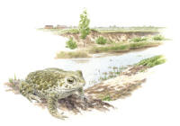 Nr.924 Strandpadda/stinkpadda (Bufo calamita) Nr.924 Strandpadda/stinkpadda (Bufo calamita)